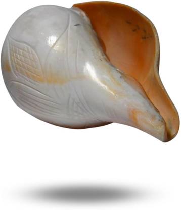 Kashika Original Vishnu Shankh Blowing Shankh