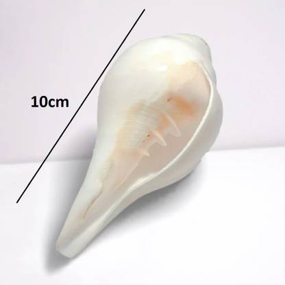 grenfel Conch Shell (10cm-6cm ) Natural Loud Blowing Shankh for Pooja Original Blowing Shankh