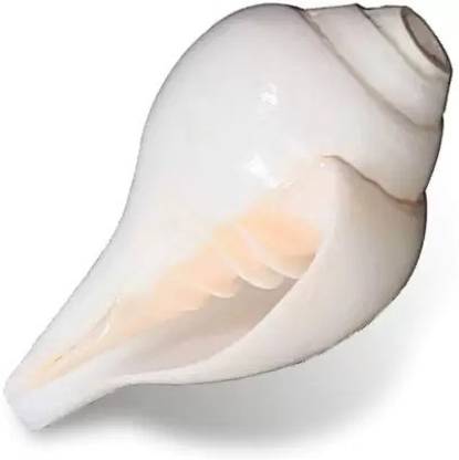 grenfel Conch Shell (10cm-6cm ) Natural Loud Blowing Shankh for Pooja Original Blowing Shankh