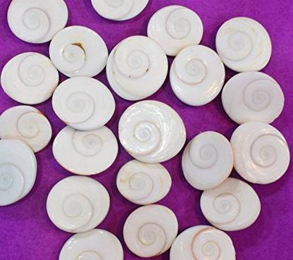 Shivmahimaa 100% Natural Rare Gomti Gomati Chakra for Prosperity & Good Health (Pack of 11) Decorative, Blowing, Sacred Shankh