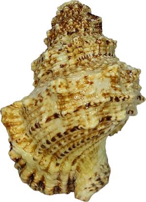 shreerudraksham Blowing Mahalaxmi Shankh | For Unlimited Wealth | By Shree Rudraksham | Sacred Shankh