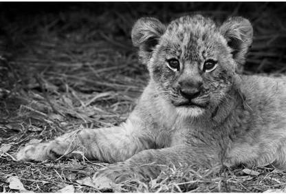 Pitaara Box Artistic Image Of A Cute Lion Cub Unframed Wall Art Painting Print Canvas 18 inch x 27 inch Painting
