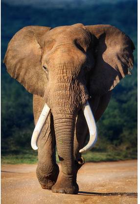 Pitaara Box Elephant With Large Teeth Unframed Wall Art Painting Print Canvas 29.7 inch x 20 inch Painting