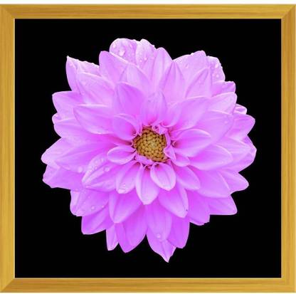 Violet Flower Dahlia Canvas Painting Golden Frame 20.6x20inch (52x51cms) Canvas 20 inch x 20.6 inch Painting
