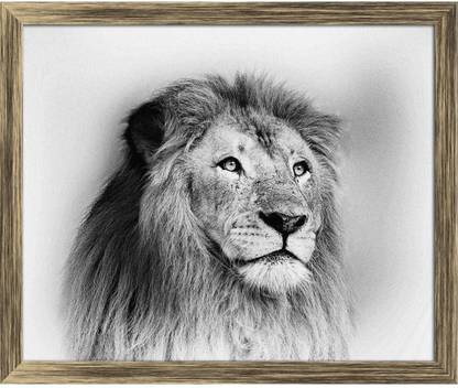 Artzfolio Striking Black & White Lion Canvas Painting Antique Golden Frame 24.4x20inch Canvas 20 inch x 24.4 inch Painting