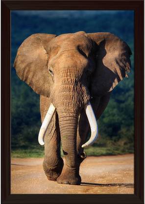 Artzfolio Elephant With Large Teeth Canvas Painting Dark Brown Frame 14x20.3inch Canvas 20.3 inch x 14 inch Painting