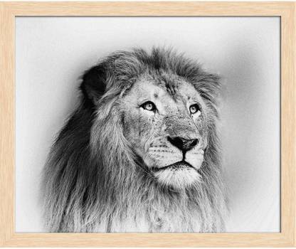 Artzfolio Striking Black And White Lion Framed Wall Art Painting Print Canvas 12 inch x 14.3 inch Painting