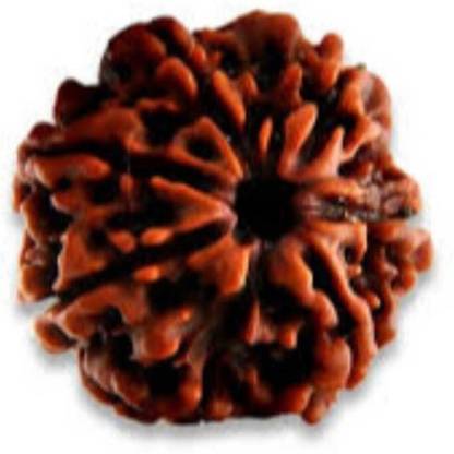 RUDRA UNIVERSE 7 mukhi rudraksha certified by vegga Wood