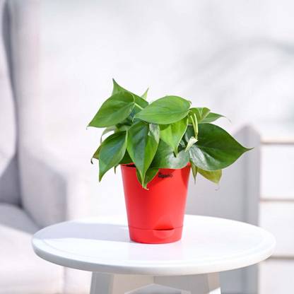 UGAOO Green Philodendron Oxycardium Plant