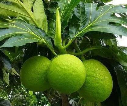Cloud Farm Breadfruit Plant