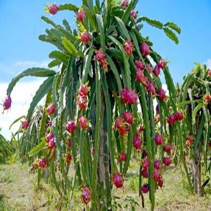 Green tree nursery garden Dragon Tree