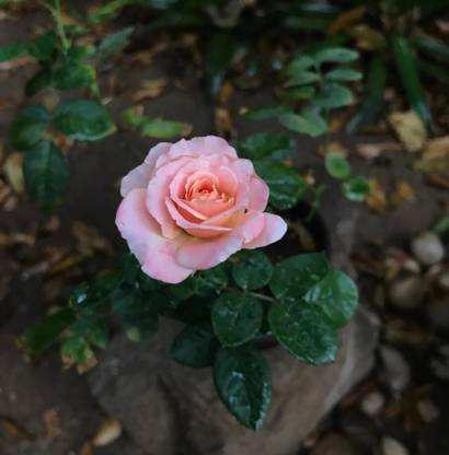 Padmavati Rose Plant