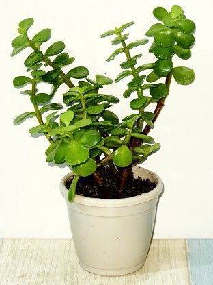 Platone Jade Plant