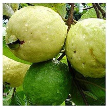 KANAYA Guava/Amrood/Amrud Fruit Plant Seed