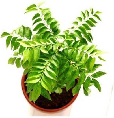 SOFTYGARDEN Curry Leaf Plant