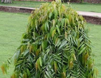 greengrow Ashok Plant