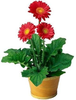 BALA PLANT CREATION Gerbera Plant