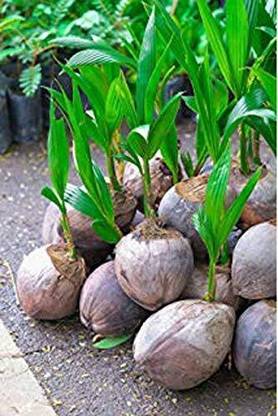 greenhousestore Coconut Plant