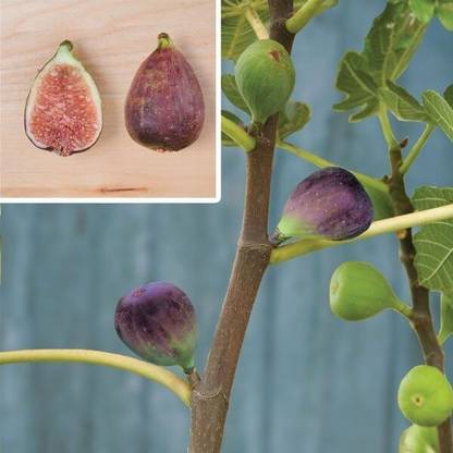 the green dotcom Gular/Cluster Fig Plant