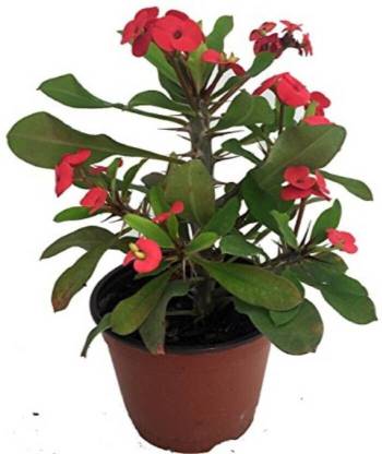 Corofitam Euphorbia Plant