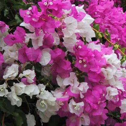 BHUSAN Bougainvillea Plant