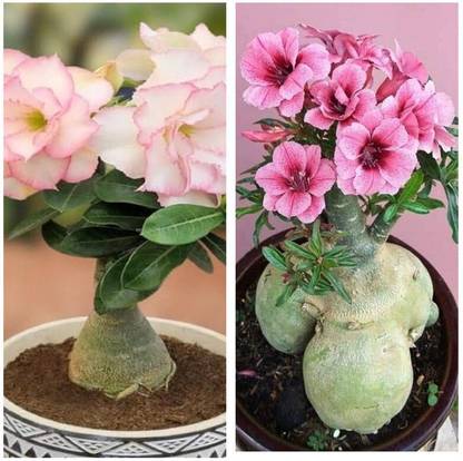 PetalPath Adenium Plant