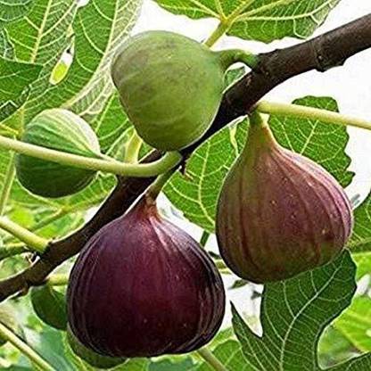 Baishnab Gular/Cluster Fig Plant