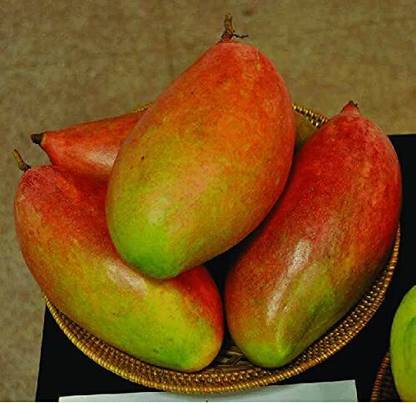 Exotica Anderson Mango Plant