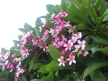 Platone Plumeria Plant
