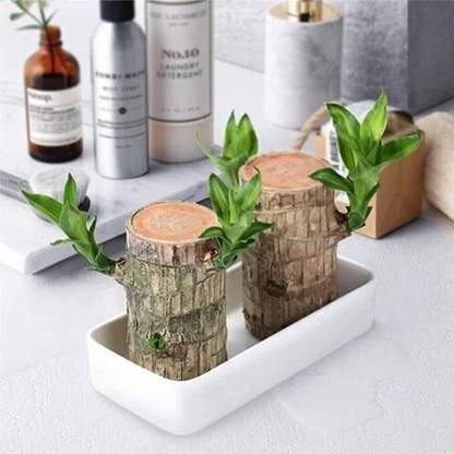 JSK Creation Cassava Plant