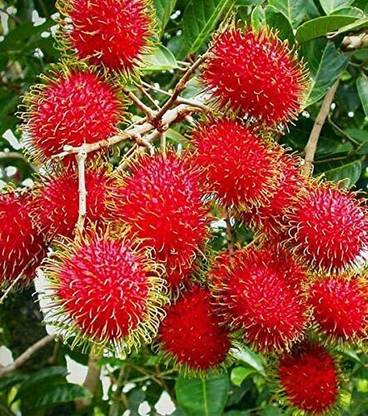 Axotic Rambutan Rare Heart Leaf Oxycardium Plant