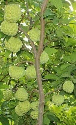 Click to buy Custard Apple Plant