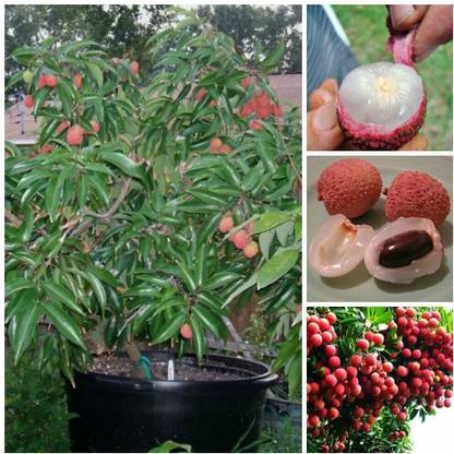 greenhousestore Litchi Plant