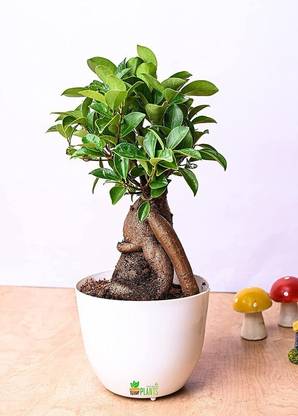 ORTERL Ficus Bonsai Plant