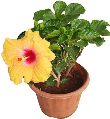 STAMEN Hibiscus Plant