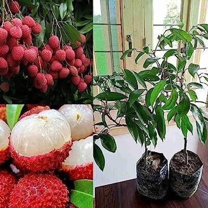 MagicQueen Litchi Plant