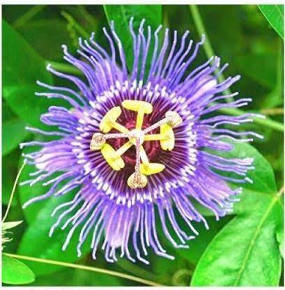 PEEPALSFARM Bel Plant