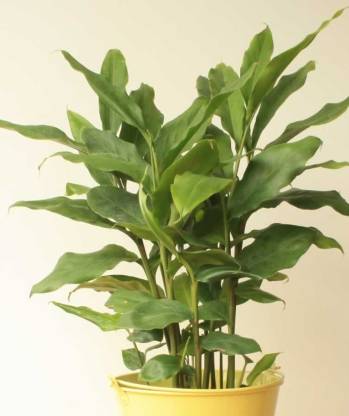 The Entacloo Elaichi/Cardamom Plant