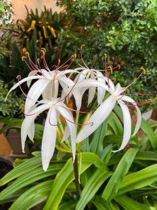 Heaven Of Saplings Crinum Swamp Lily Plant