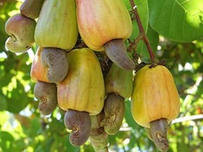 PB EVERGREEN Cashew Plant