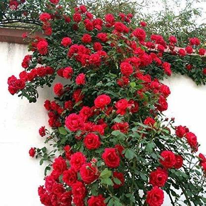 KrishnaNursery Rose Plant