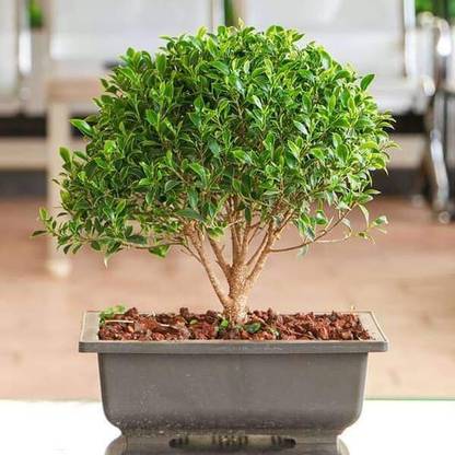 SBGARDEN Ficus Bonsai