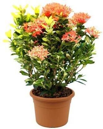 FlowQueens Trothic Ixora/Chethi Plant