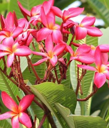 Chapa Axotic Plumeria Plant