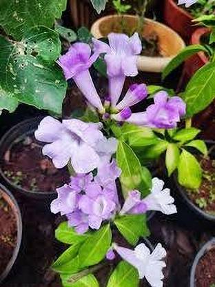 ABEFARIYA Turtle Vine Plant