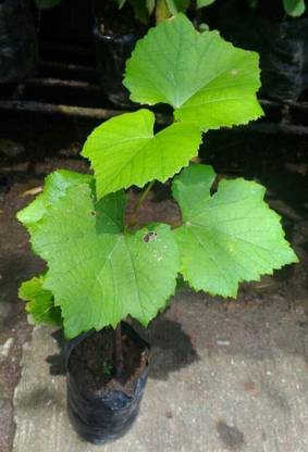Unique garden Grape Plant