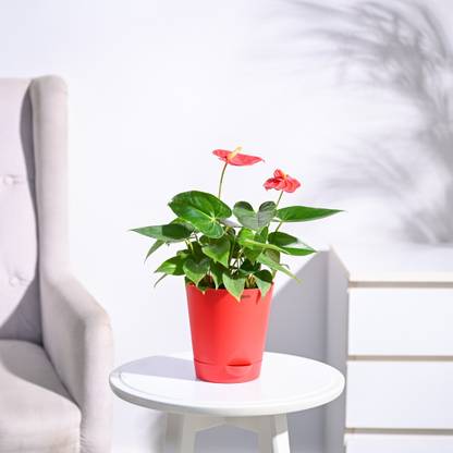UGAOO Anthurium Plant