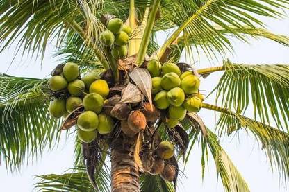 Click to buy Coconut Plant