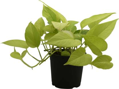 Fantasia Styleclub Money Plant