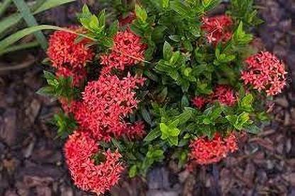 Cloud Farm Ixora Plant